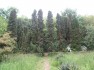 Parc (rezervaţie dendrologică)
